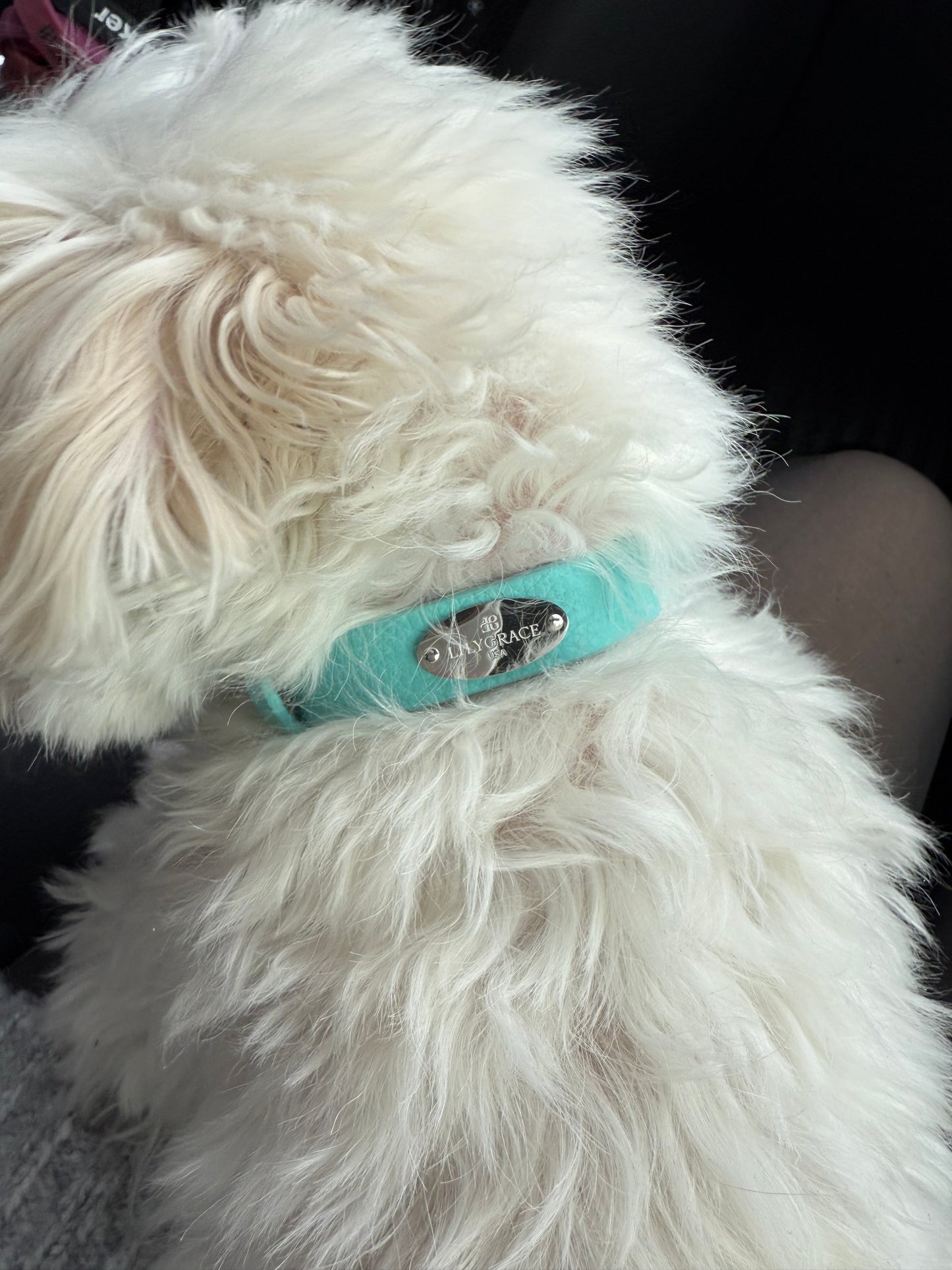 Lily Grace Blue , blue, premium leather collar with precision buckle and keeper