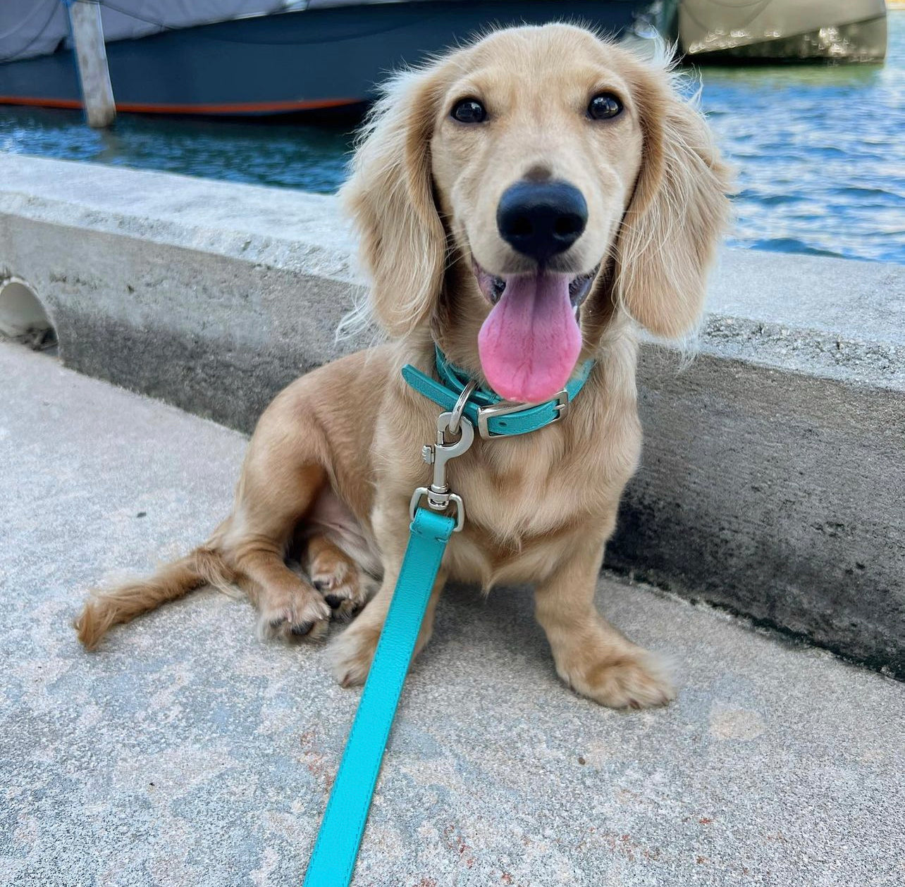 Lily Grace Blue, blue, premium leather dog leash with polished hardware