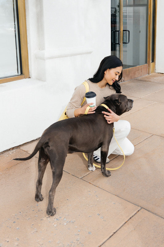 Dog Etiquette for City Life: A Stylish Owner’s Guide | Lily Grace Co.