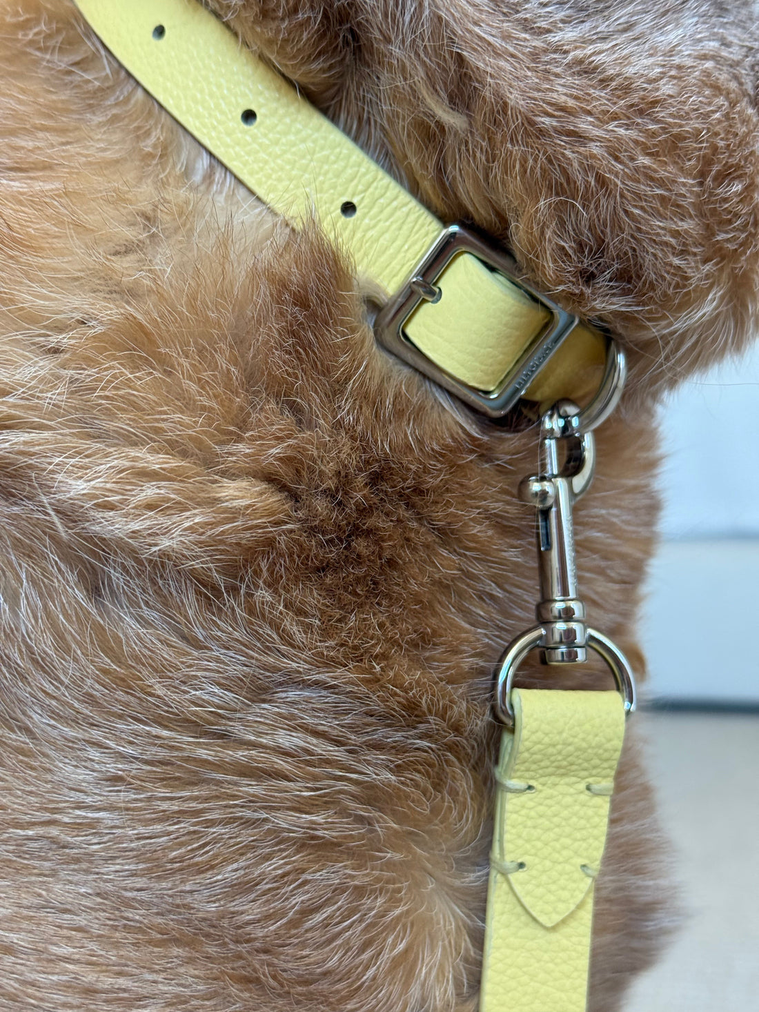 Lily Grace Co. Leather Collar and Leather Leash in Lemon Yellow with refined hardware in natural light, refined composition, on pet