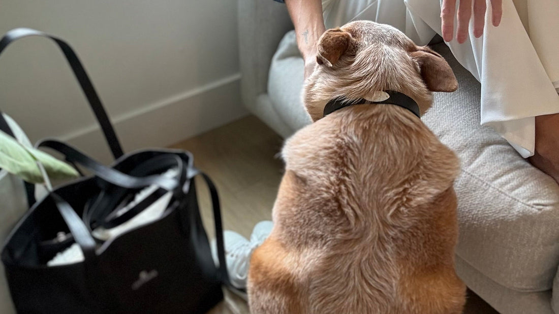 Lily Grace Co Leather Collar and Leather Tote in natural light, subtle composition