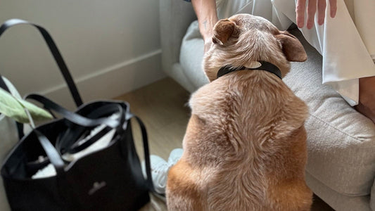 Lily Grace Co Leather Collar and Leather Tote in natural light, subtle composition
