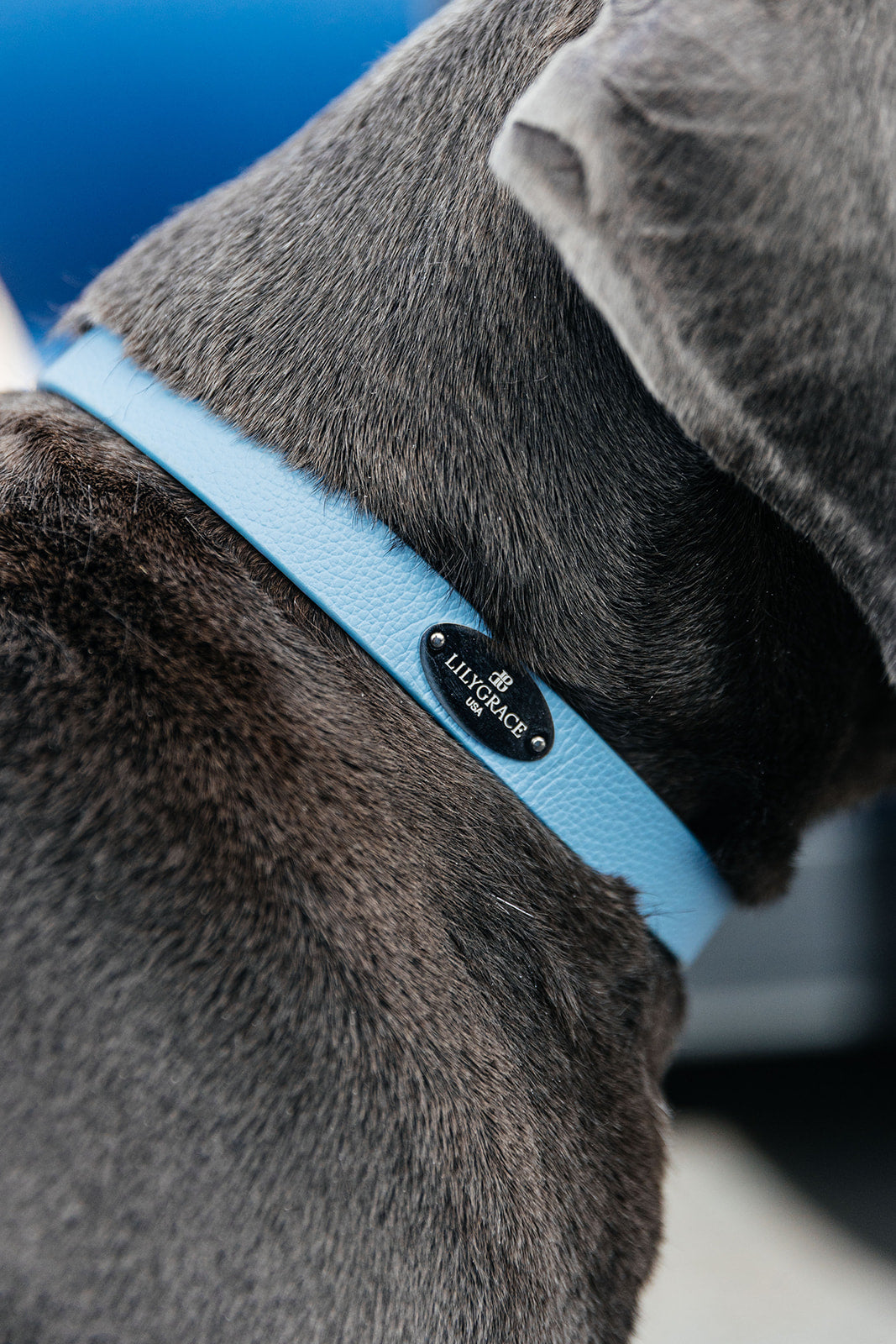 Leather Collar - Airlie Blue