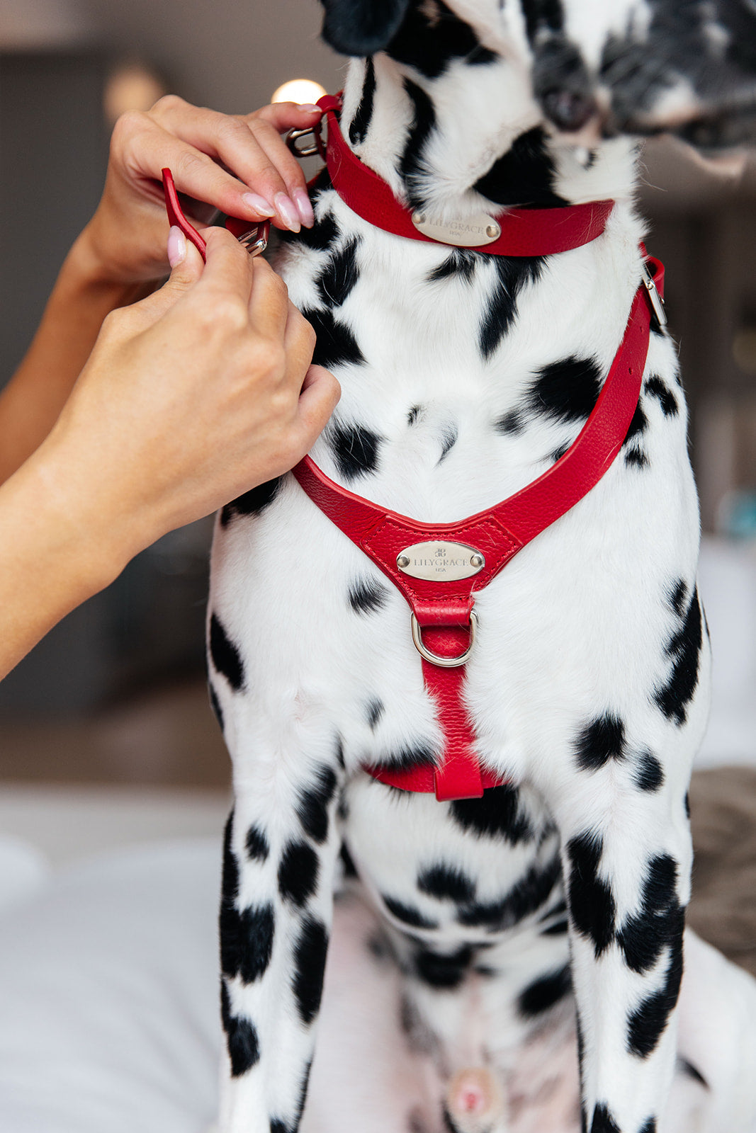 Leather Harness - Maranello Red