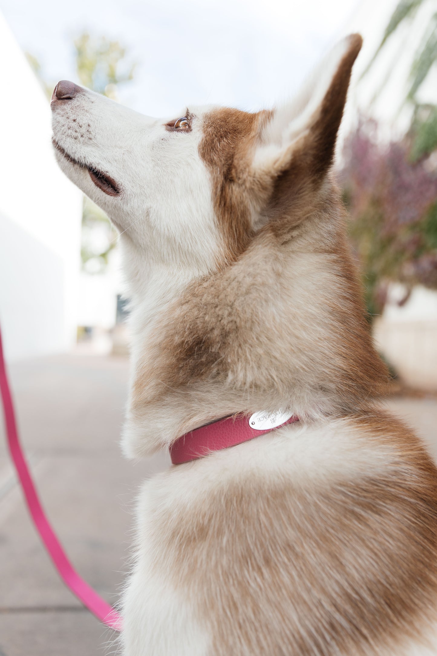 Leather Collar - Rose Petal Pink