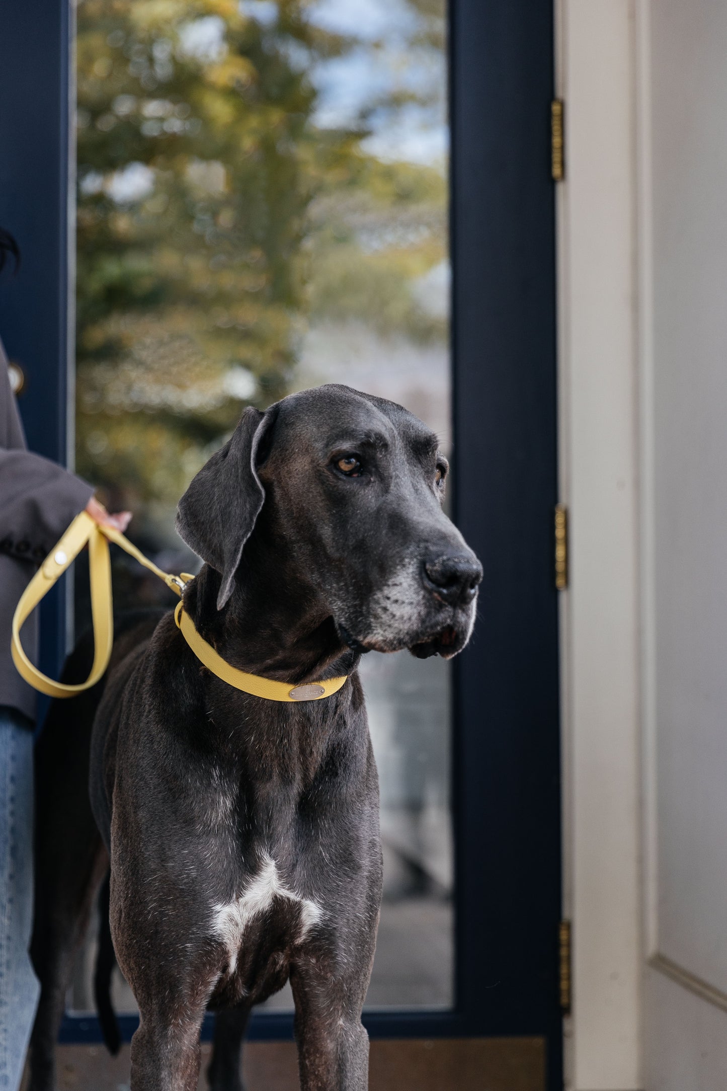 Leather Collar - Lemon Yellow
